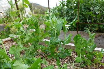 Pea plants growing in raised garden bed with trellis