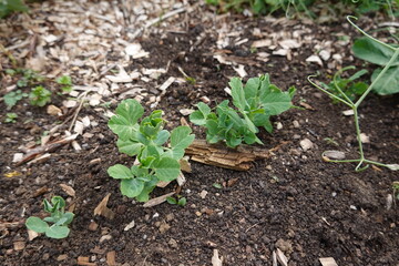 Young pea plants growing in garden with wood chip mulch