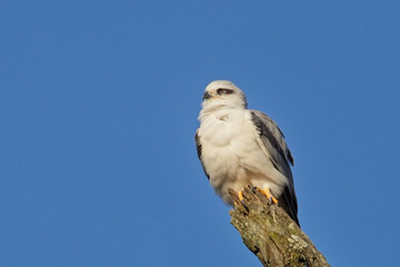 Black-winged Kite (Elanus caeruleus), also known as the Black-shouldered kite, perched on a tree against a blue sky at the Jim Corbett National Park, Uttarakhand, India.