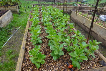 Broad bean plants growing in raised garden bed with wood chip mulch