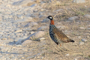 Black Francolin (Francolinus francolinus) male at the Jim Corbett National Park, Uttarakhand, India.