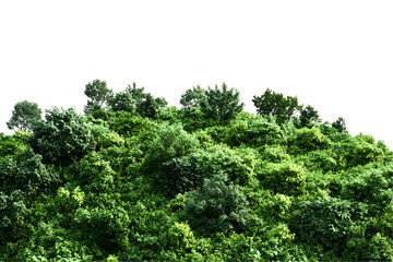 Fototapeta premium green moss on a tree