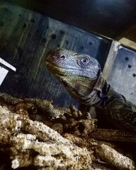 Varanus Salvadorii, Crocodile Monitor Close Up