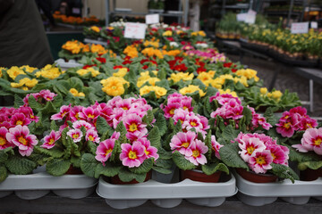 Rows of vibrant potted primroses in shades of pink, yellow, and red are neatly arranged on tables at an outdoor flower market. 