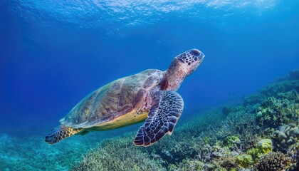 Fototapeta premium Green Sea Turtle swimming in clear blue water