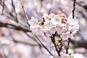 sakura 2025