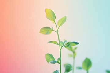Fototapeta premium Simple green plant stem showcasing new leaves against a colorful background