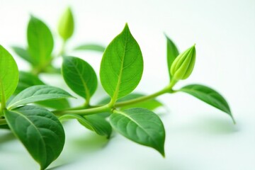 Delicate green leaves unfurl on a pristine white surface, botanical photography, isolated, botanical garden