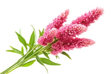 Pink celosia flower