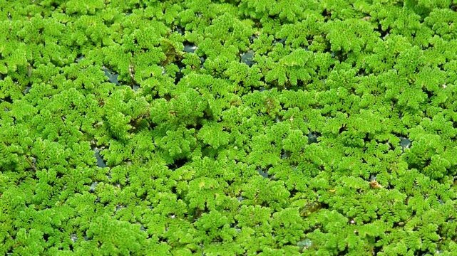 Green floating Azolla at organic farm.