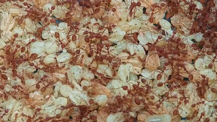 Close​up red ant​ eggs, Thailand food.