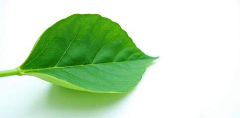 Obraz premium Single, large leaf on a white background with intricate veins, leaf, plant,