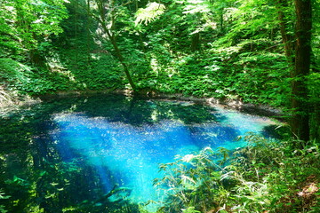 白神山地の青池。深浦、青森、日本。6月初旬。