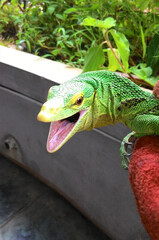 Beautifull Varanus Prasinus, Green Tree Monitor  aka Emeral Tree Monitor Showing Teeth With a Creepy Hissing