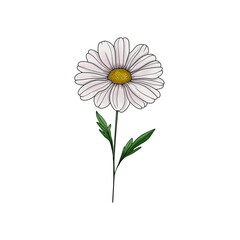 Elegant Line Art Illustration of a Daisy Flower