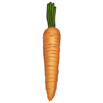 recommend clip art: Vibrant Orange Carrot Illustration Fresh Vegetable Graphic