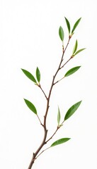 Delicate branches with slender leaves isolated on white background, botanical, branches