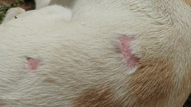 Canine scabies skin in dog.
