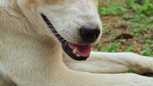 Dog has a drops saliva from the mouth.