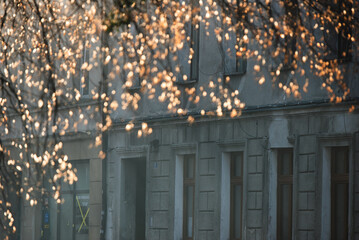 Mglisty poranek w Pszczynie, marzec 2025. © Elżbieta Kaps