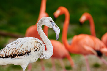 Pink flamingo chick in an artificial habitat.
Flamingos are a type of wading bird in the family Phoenicopteridae, the only bird family in the order Phoenicopteriformes.

