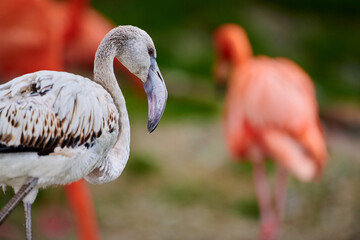 Pink flamingo chick in an artificial habitat.
Flamingos are a type of wading bird in the family Phoenicopteridae, the only bird family in the order Phoenicopteriformes.

