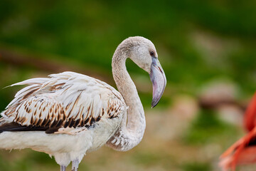 Pink flamingo chick in an artificial habitat.
Flamingos are a type of wading bird in the family Phoenicopteridae, the only bird family in the order Phoenicopteriformes.
