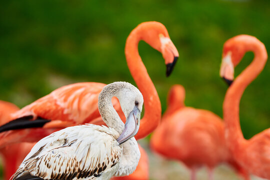 Pink flamingo chick in an artificial habitat.
Flamingos are a type of wading bird in the family Phoenicopteridae, the only bird family in the order Phoenicopteriformes.
