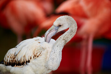 Pink flamingo chick in an artificial habitat.
Flamingos are a type of wading bird in the family Phoenicopteridae, the only bird family in the order Phoenicopteriformes.
