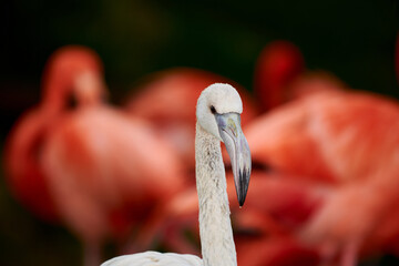 Pink flamingo chick in an artificial habitat.
Flamingos are a type of wading bird in the family Phoenicopteridae, the only bird family in the order Phoenicopteriformes.
