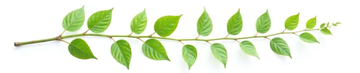 A single branch with leaves isolated on white background, plant, green, botanical garden