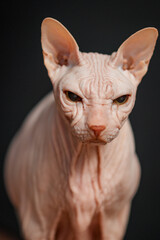 Close-up of a hairless Sphynx cat with wrinkled skin and intense gaze against a dark background