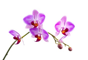 Fototapeta premium Elegant purple and pink Phalaenopsis orchid branch isolated on white, white background, purple
