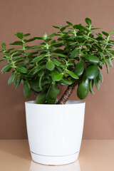 Beautiful Crassula ovata, Jade Plant, Money Plant, succulent plant in a white flower pot on a brown background. Home decor and gardening concept. Selective focus.