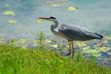 Heron bird hunting fish by the lake waterbird background