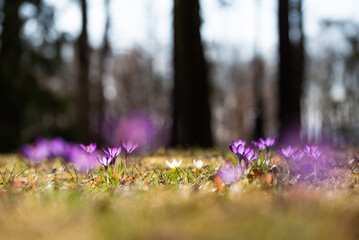 Wiosenne kwiaty krokusy, kwiatowe tło marzec 2025. © Elżbieta Kaps