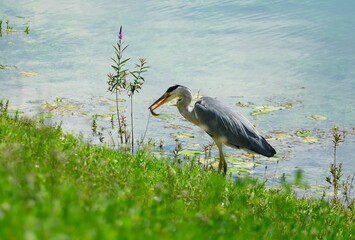 Heron bird hunting fish by the lake waterbird background