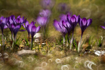 Wiosenne kwiaty krokusy, kwiatowe tło marzec 2025. © Elżbieta Kaps