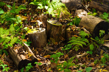 Moss and trees in the shadow of the forest