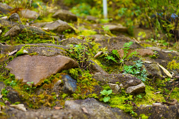 Moss and trees in the shadow of the forest