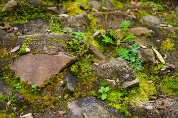 Moss and trees in the shadow of the forest