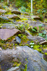 Moss and trees in the shadow of the forest