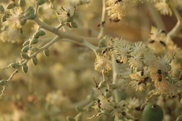 A group of bees are swarming around the nectar from the flowers of a large number of blooming palm trees in the warm morning light of the dry season.