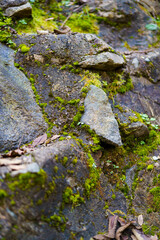 Moss and trees in the shadow of the forest