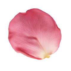 Single pink rose petal with soft texture and delicate veining