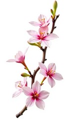 Curved and twisted branch with flowers isolated on white background, petals, branch, floral