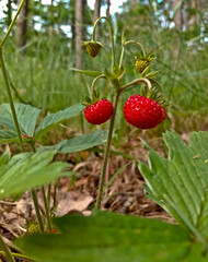 Wild strawberry. Bright red sweet berries. Strawberries in a basket. Berries in a bucket.
