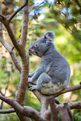 Koala climbing a tree