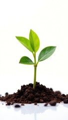 White background with isolated single seedling plant, garden, growth, sprout