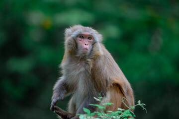 Monkeys playing